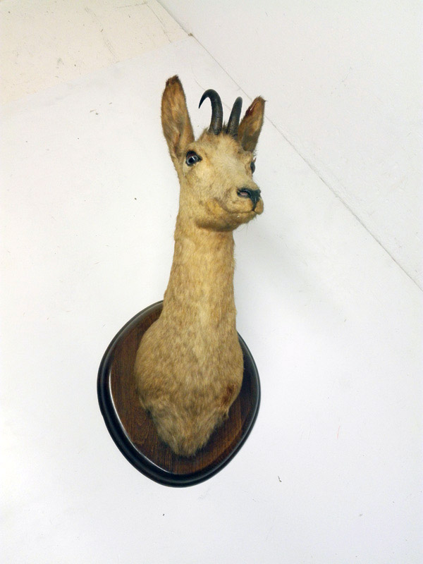 cabeza cabra montesa pared fauna madera 33-53x29x38 1u